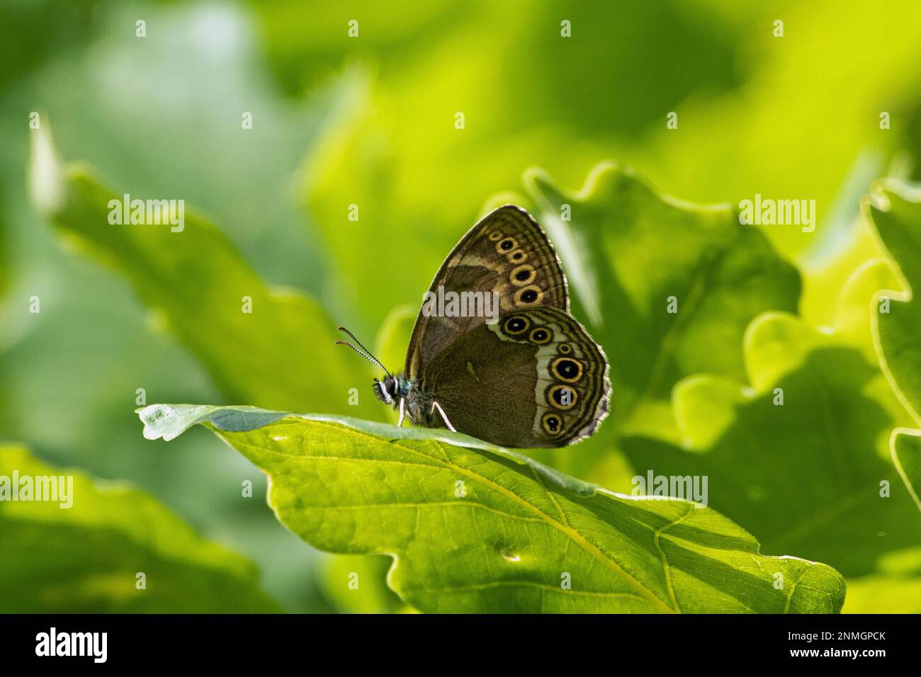 Yellow Ring butterfly butterfly with closed wings sitting on green leaf looking left Stock Photo