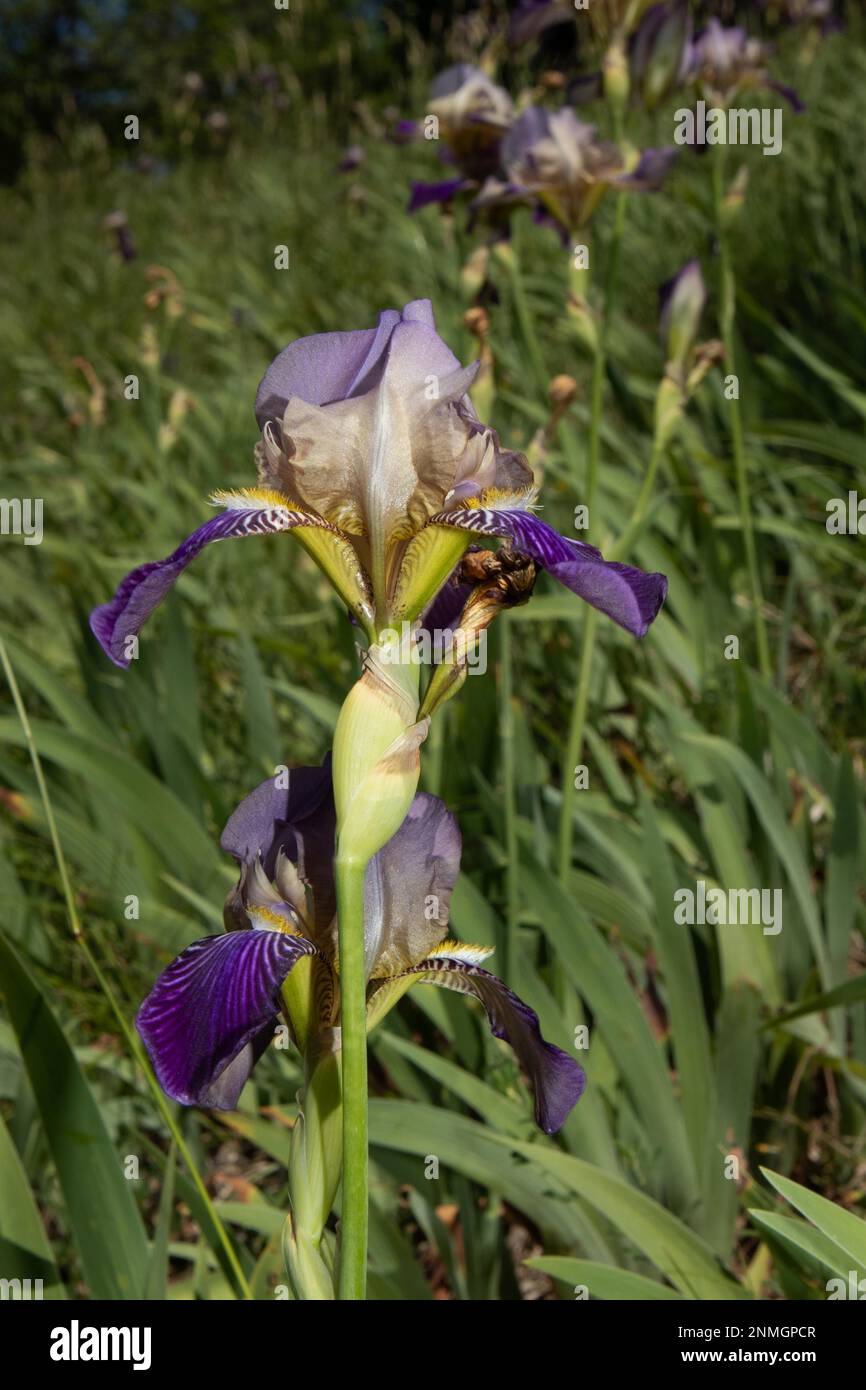 Elder iris opened purple-white flower Stock Photo
