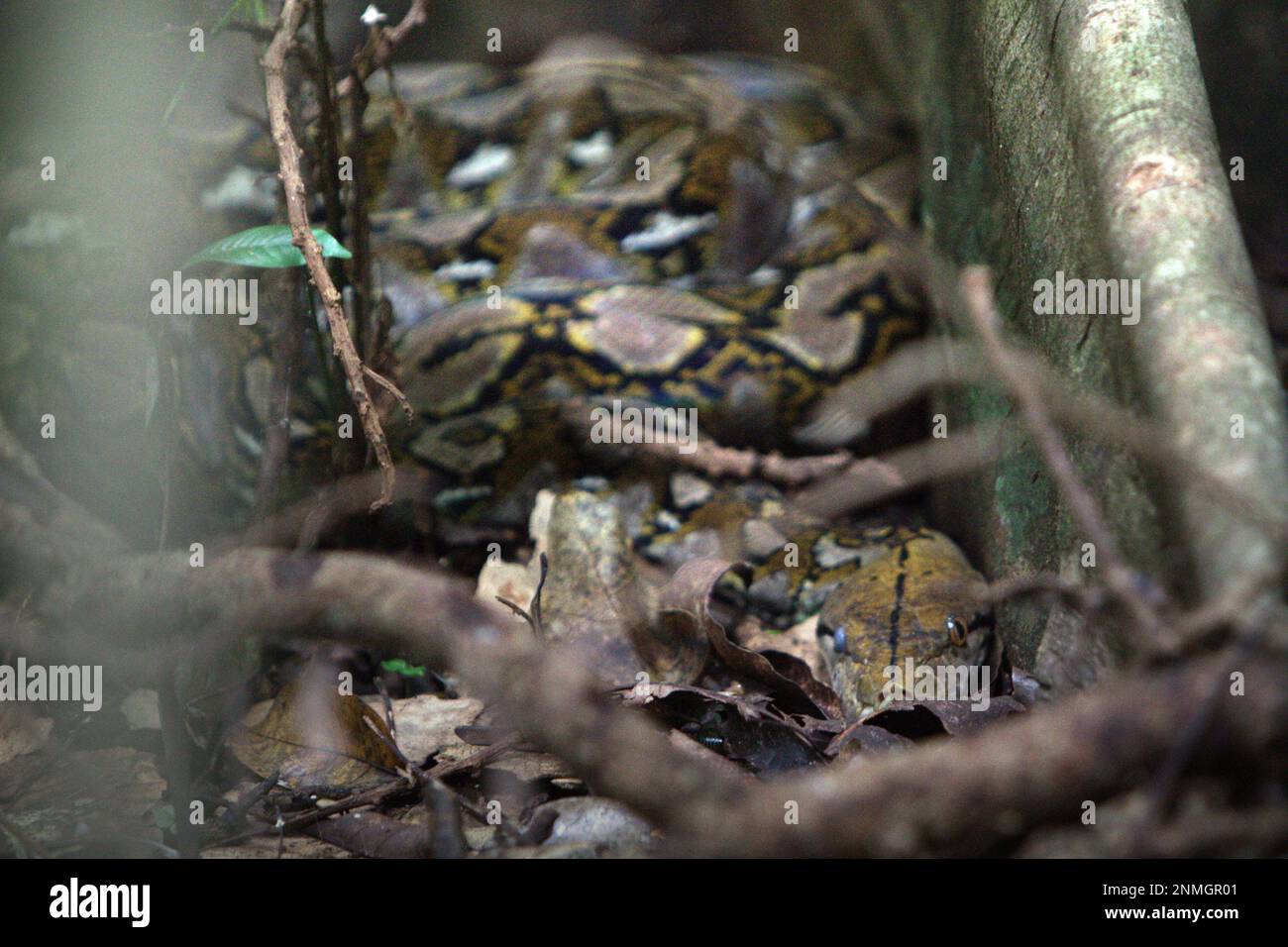 Snakes across hi-res stock photography and images - Alamy