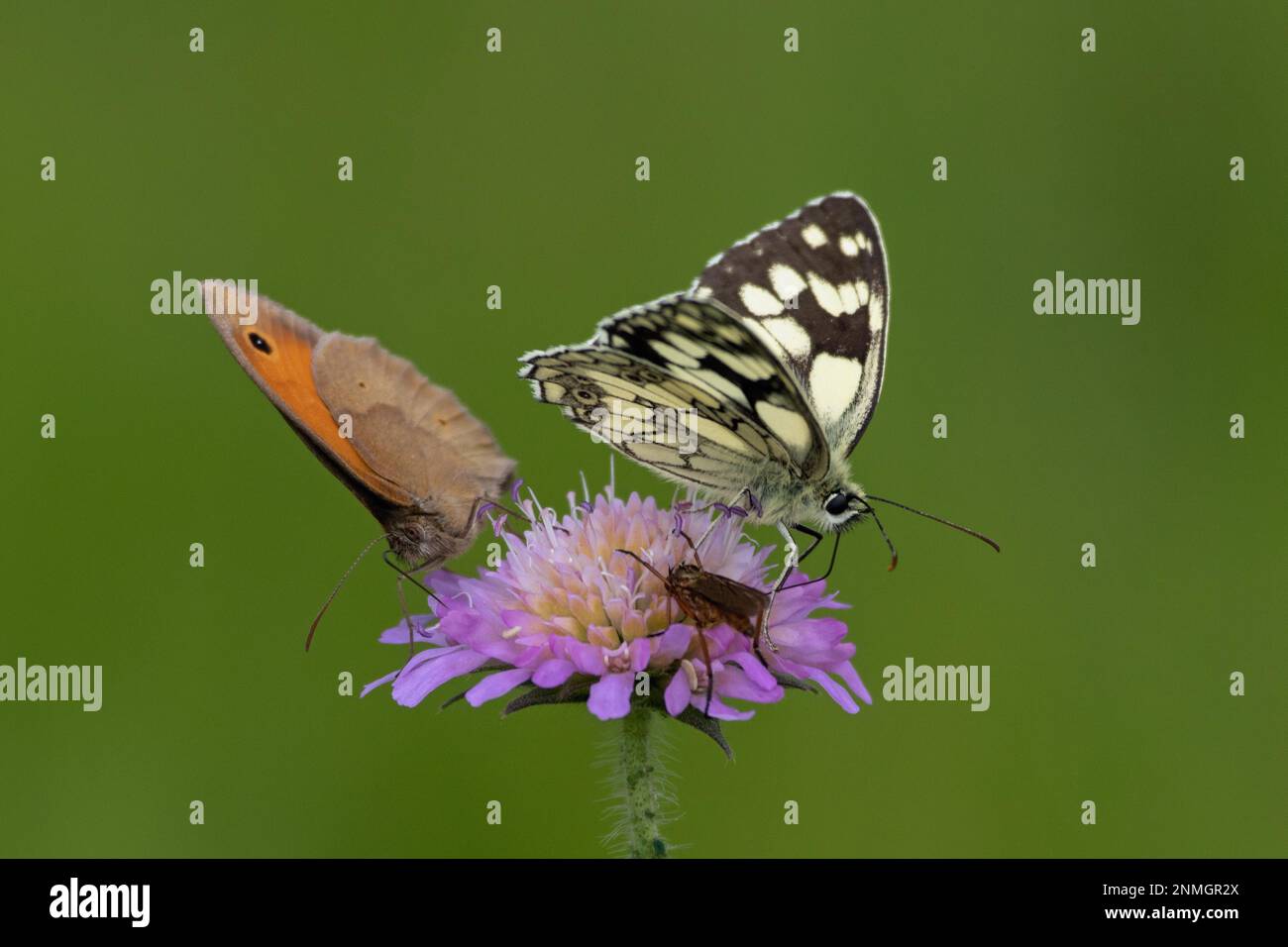 Checkered butterfly with half-open wings sitting on violet flower sucking right looking next to ox-eye Stock Photo