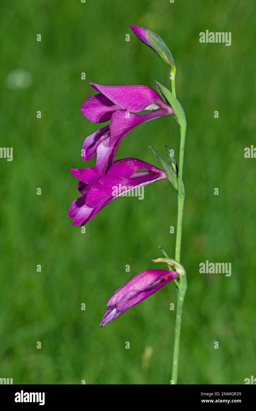 Swamp gladiolus Flower panicle with three open red flowers Stock Photo