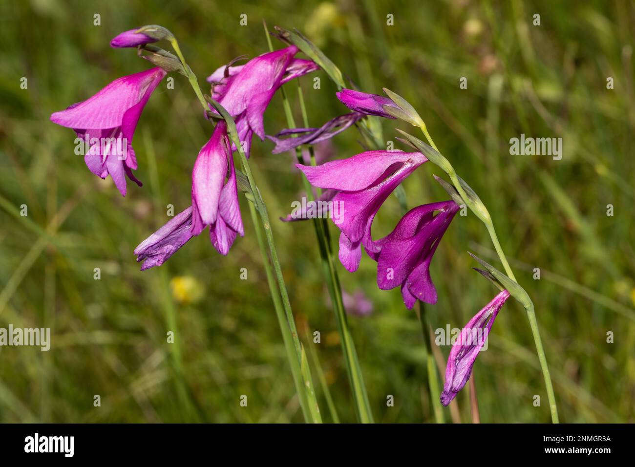 Marsh gladiolus some flower panicles with several open red flowers Stock Photo