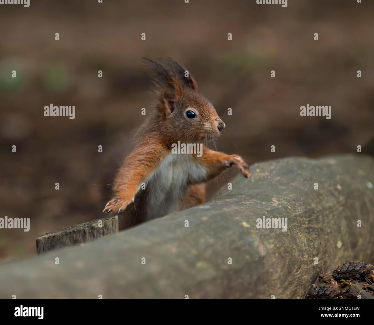 Eurasian squirrel (Sciurus), red brown, white, curious, standing behind thick, lying tree trunk Stock Photo