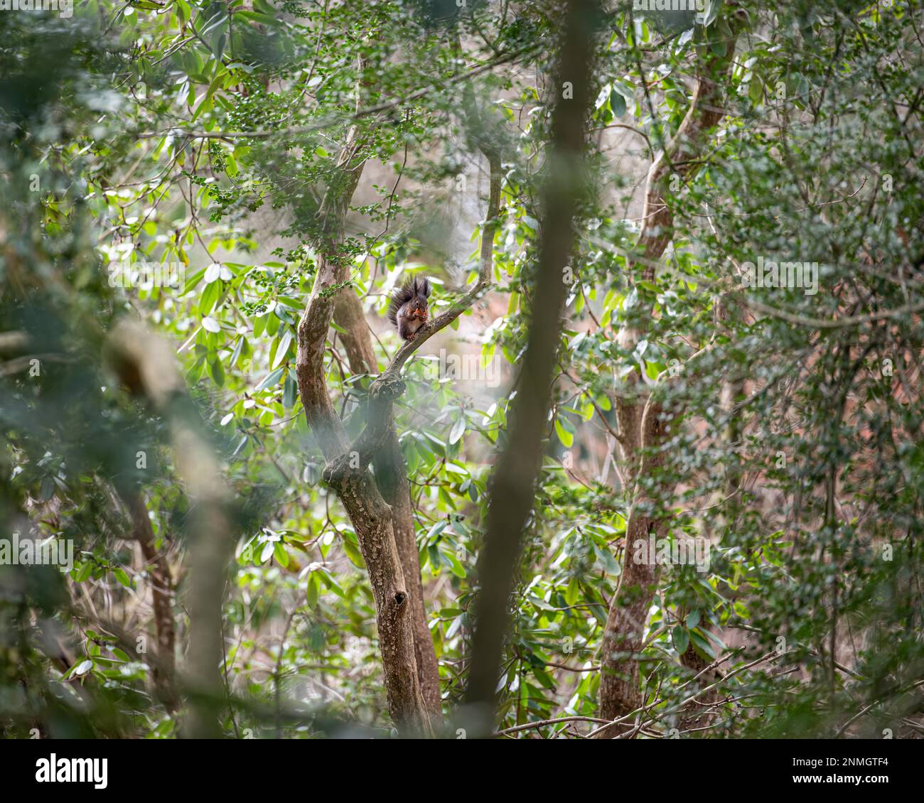 Eurasian squirrel (Sciurus), far away, sitting among trees and leaves, eating Stock Photo