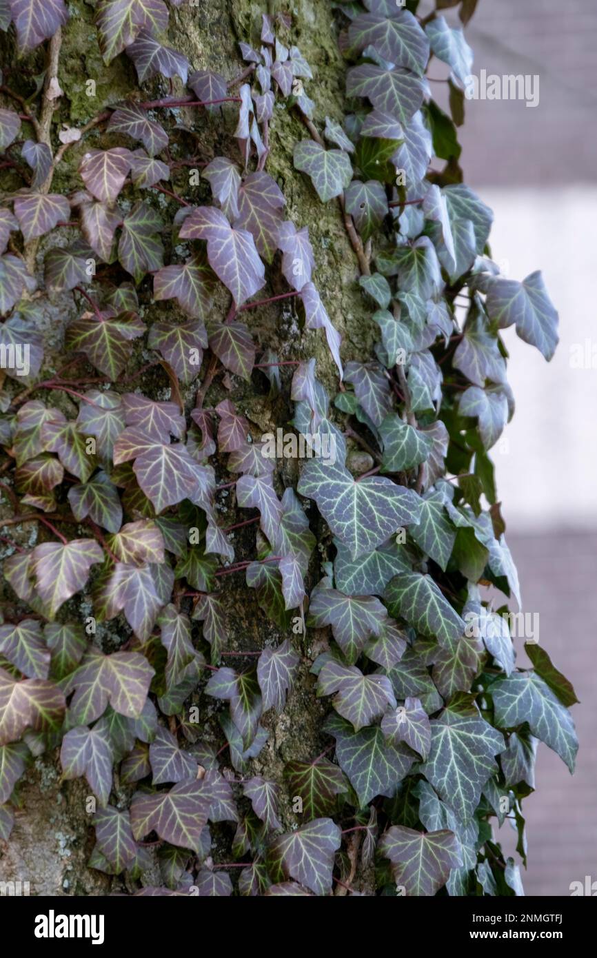 Ivy vines on the tree trunk Stock Photo Alamy