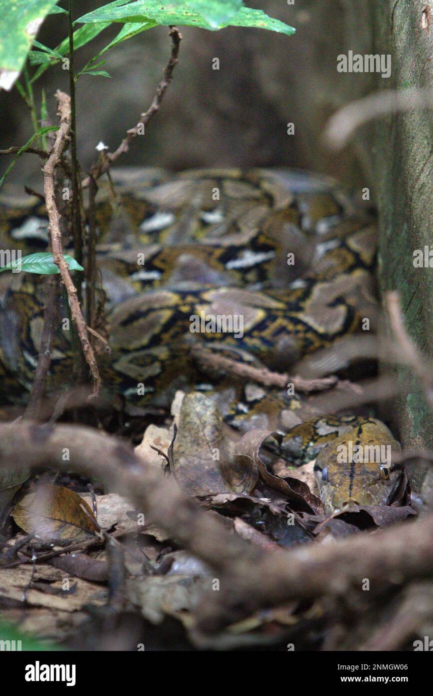 An unidentified python species is spotted below a fig tree in Tangkoko Nature Reserves, North Sulawesi, Indonesia. Latest research suggests that reptile richness is likely to decrease significantly across most parts of the world with ongoing future climate change. 'This effect, in addition to considerable impacts on species range extent, overlap and position, was visible across lizards, snakes and turtles alike,' wrote a team of scientists led by Matthias Biber (Department for Life Science Systems, School of Life Sciences, Technical University of Munich, Freising). Stock Photo