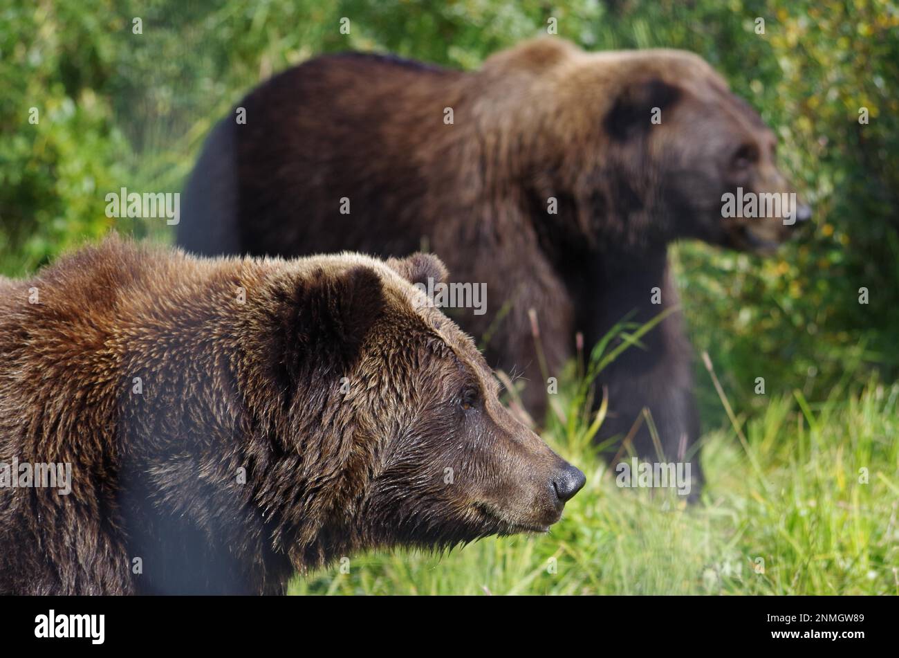 Brown bear, grizzly, at the Alaska Wildlife Conservation Center near Girdwood, Alaska Stock Photo