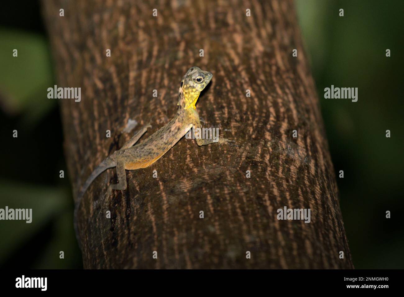 A Sulawesi lined gliding lizard (Draco spilonotus) moving on a tree in Tangkoko Nature Reserves, North Sulawesi, Indonesia. Latest research suggests that reptile richness is likely to decrease significantly across most parts of the world with ongoing future climate change. 'This effect, in addition to considerable impacts on species range extent, overlap and position, was visible across lizards, snakes and turtles alike,' wrote a team of scientists led by Matthias Biber (Department for Life Science Systems, School of Life Sciences, Technical University of Munich, Freising). Stock Photo