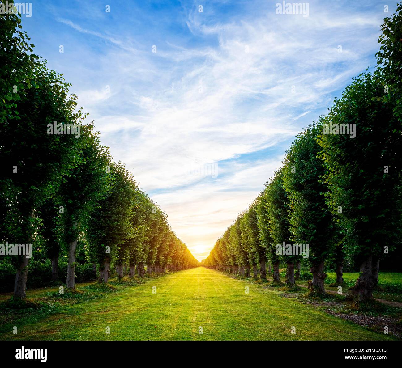 Avenue with sunset in the vanishing point and meadow in the foreground Stock Photo