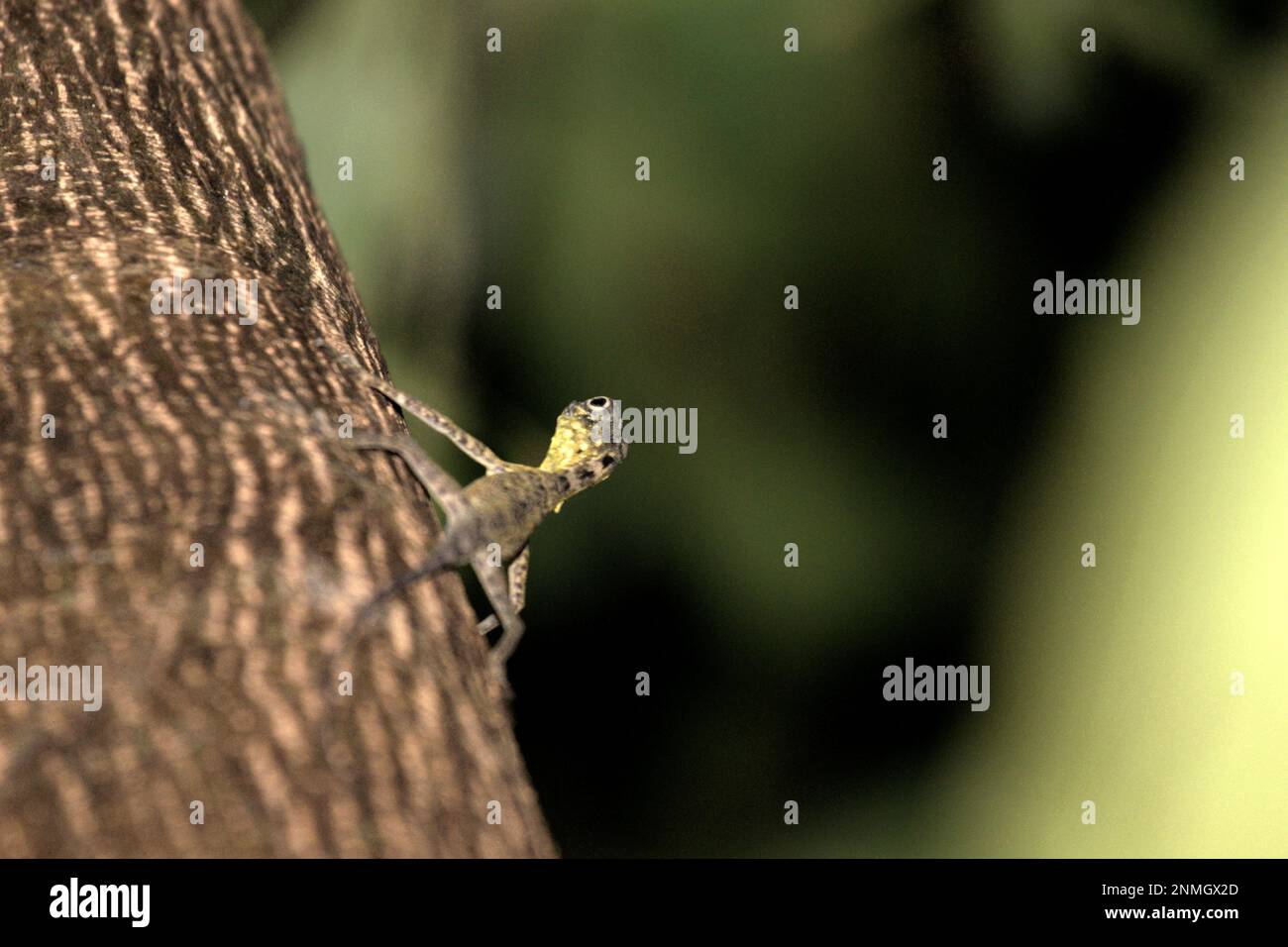 A Sulawesi lined gliding lizard (Draco spilonotus) moving on a tree in Tangkoko Nature Reserves, North Sulawesi, Indonesia. Latest research suggests that reptile richness is likely to decrease significantly across most parts of the world with ongoing future climate change. 'This effect, in addition to considerable impacts on species range extent, overlap and position, was visible across lizards, snakes and turtles alike,' wrote a team of scientists led by Matthias Biber (Department for Life Science Systems, School of Life Sciences, Technical University of Munich, Freising). Stock Photo