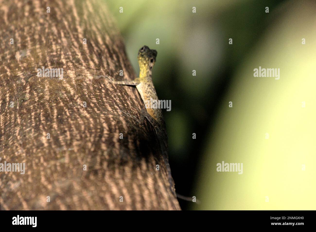 A Sulawesi lined gliding lizard (Draco spilonotus) moving on a tree in Tangkoko Nature Reserves, North Sulawesi, Indonesia. Latest research suggests that reptile richness is likely to decrease significantly across most parts of the world with ongoing future climate change. 'This effect, in addition to considerable impacts on species range extent, overlap and position, was visible across lizards, snakes and turtles alike,' wrote a team of scientists led by Matthias Biber (Department for Life Science Systems, School of Life Sciences, Technical University of Munich, Freising). Stock Photo