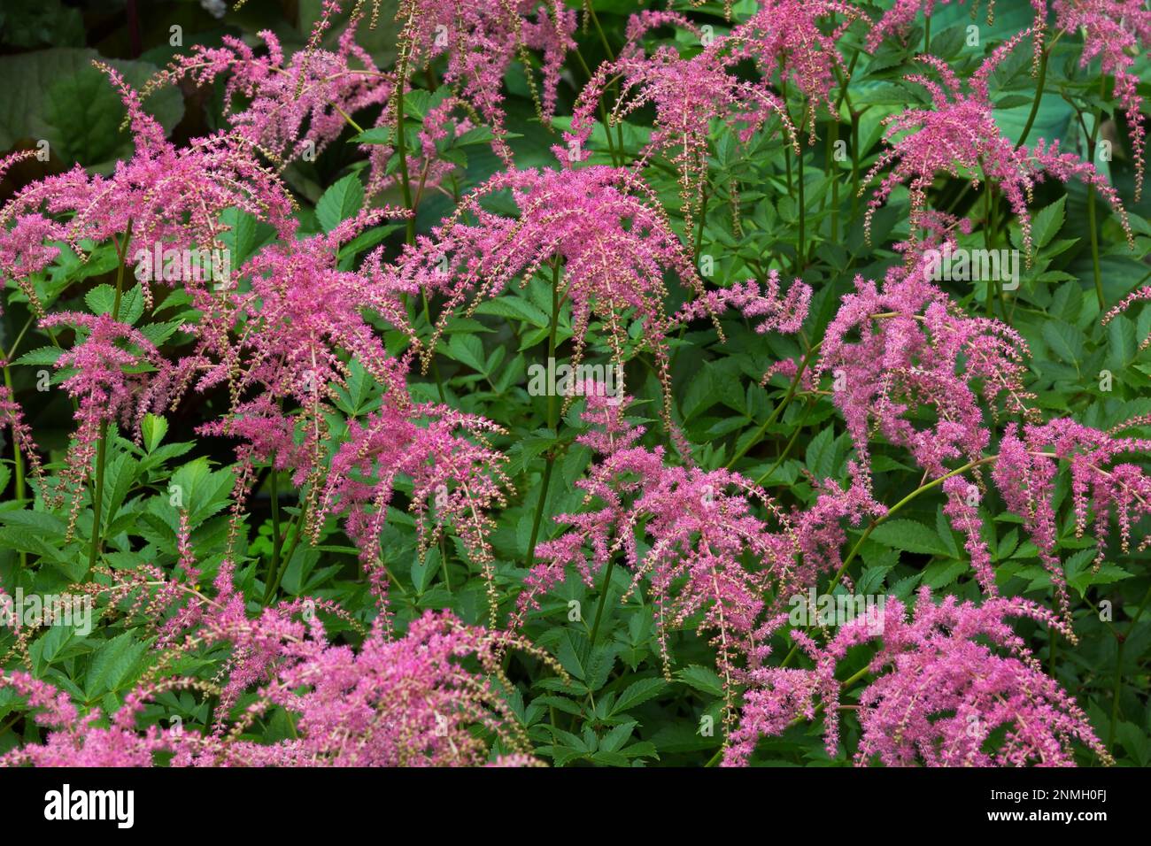 Astilbe Ostrich Plume (Astilbe thunbergii) in summer, Quebec, Canada Stock Photo
