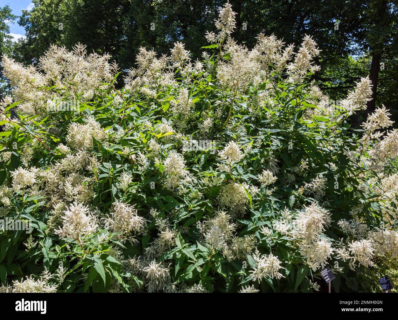 Alpine Knotweed (Persicaria alpina) in summer, Quebec, Canada Stock Photo