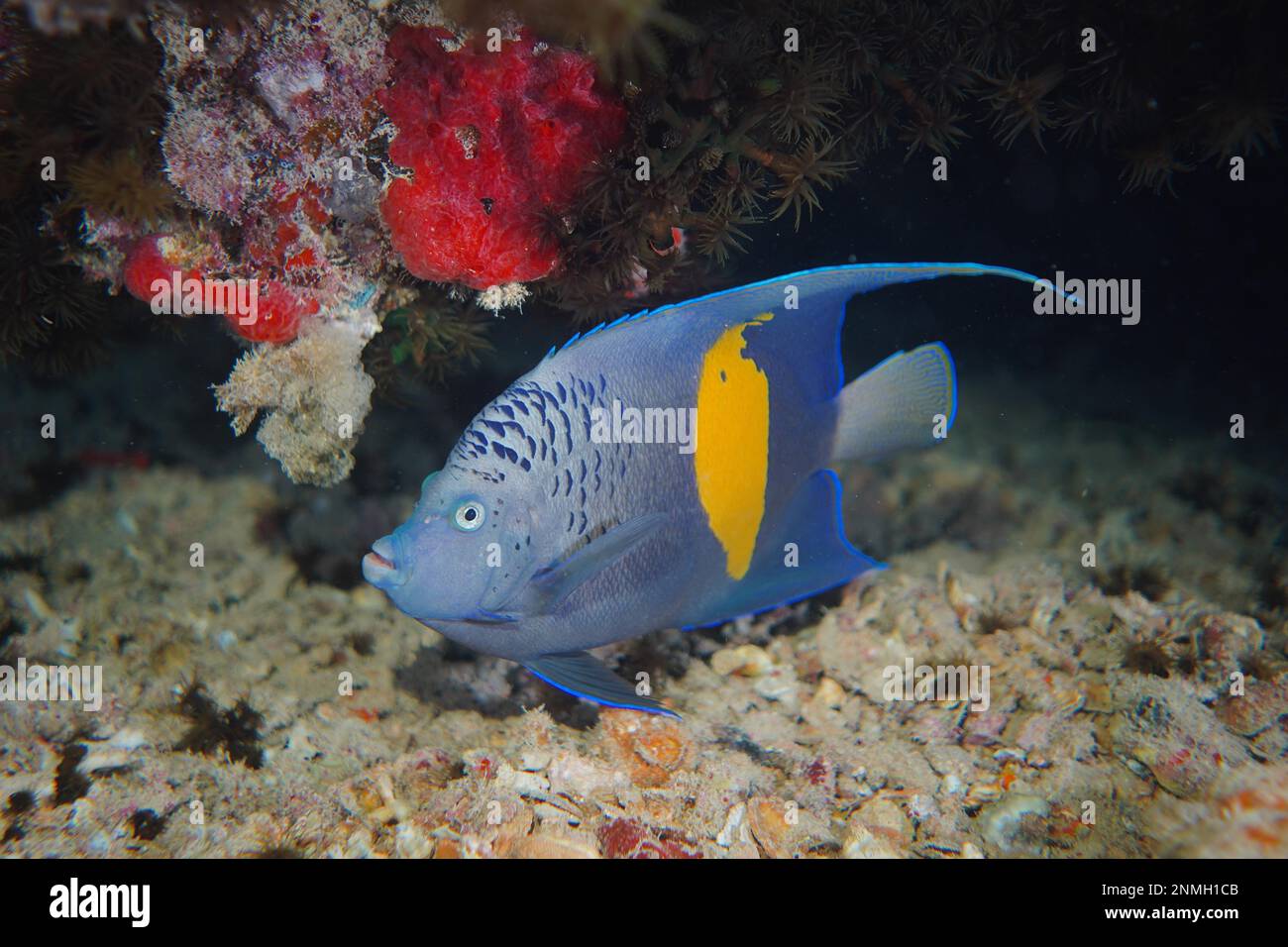 Halfmoon angelfish (Pomacanthus maculosus), Thistlegorm wreck dive site, Sinai, Egypt, Red Sea Stock Photo