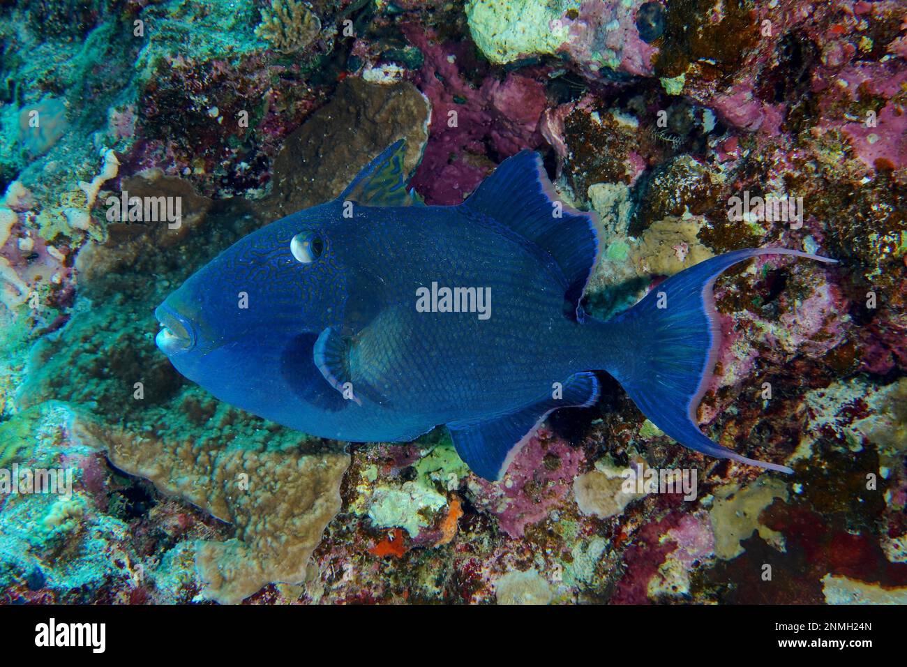 Blue triggerfish (Pseudobalistes fuscus) in front of colourful reef, dive site House Reef, Mangrove Bay, El Quesir, Red Sea, Egypt Stock Photo