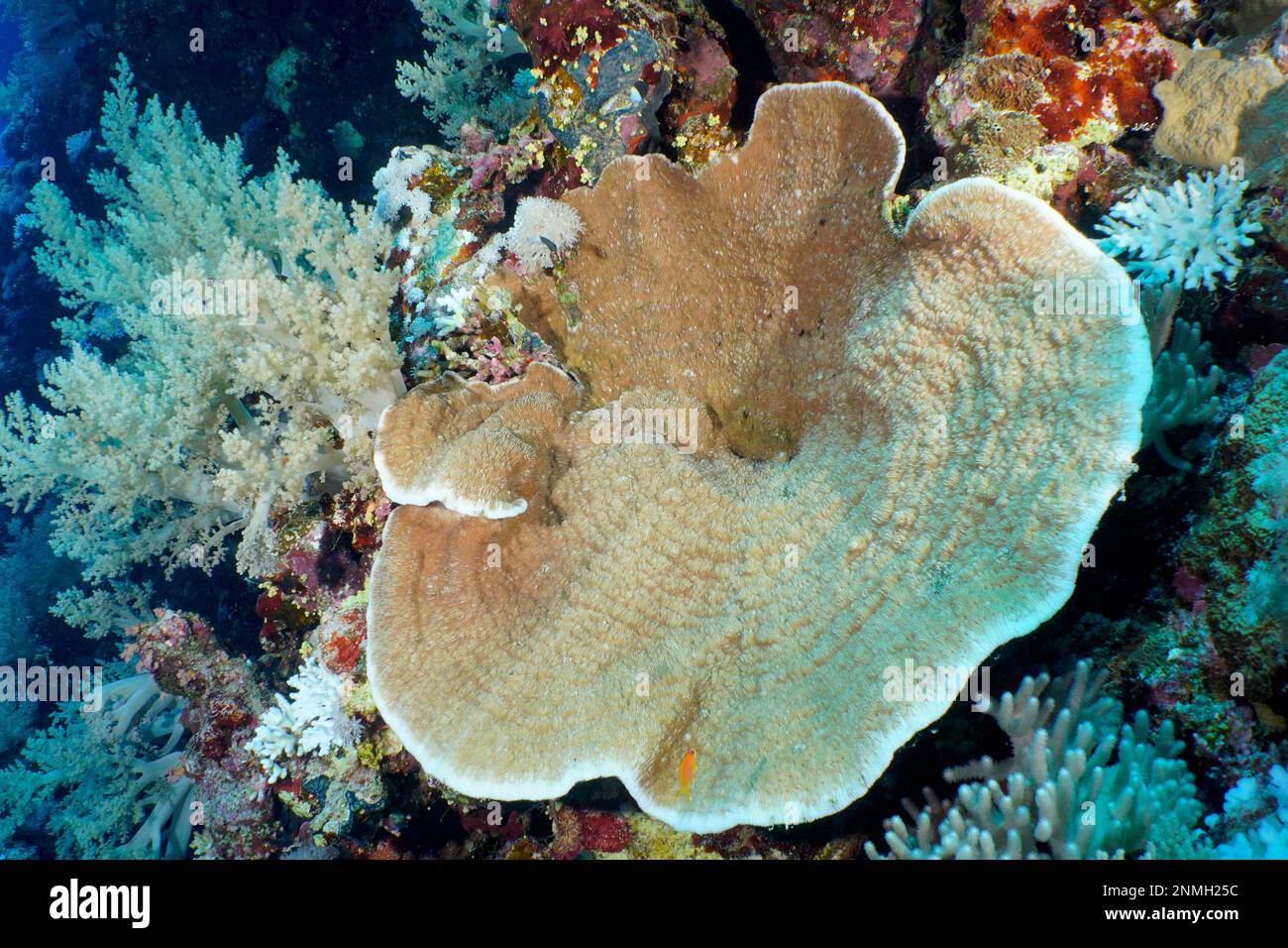 Grooved serpent coral (Pachyseris speciosa), Daedalus Reef dive site, Egypt, Red Sea Stock Photo