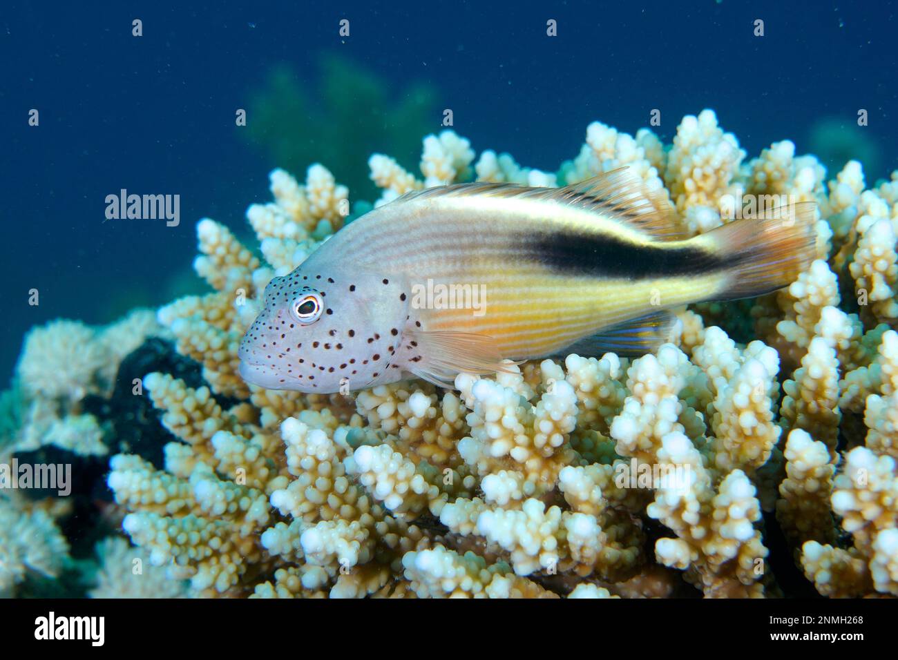 Black-sided hawkfish (Paracirrhites forsteri) on small polyp stony coral (Acropora) Dive site House Reef, Mangrove Bay, El Quesir, Red Sea, Egypt Stock Photo