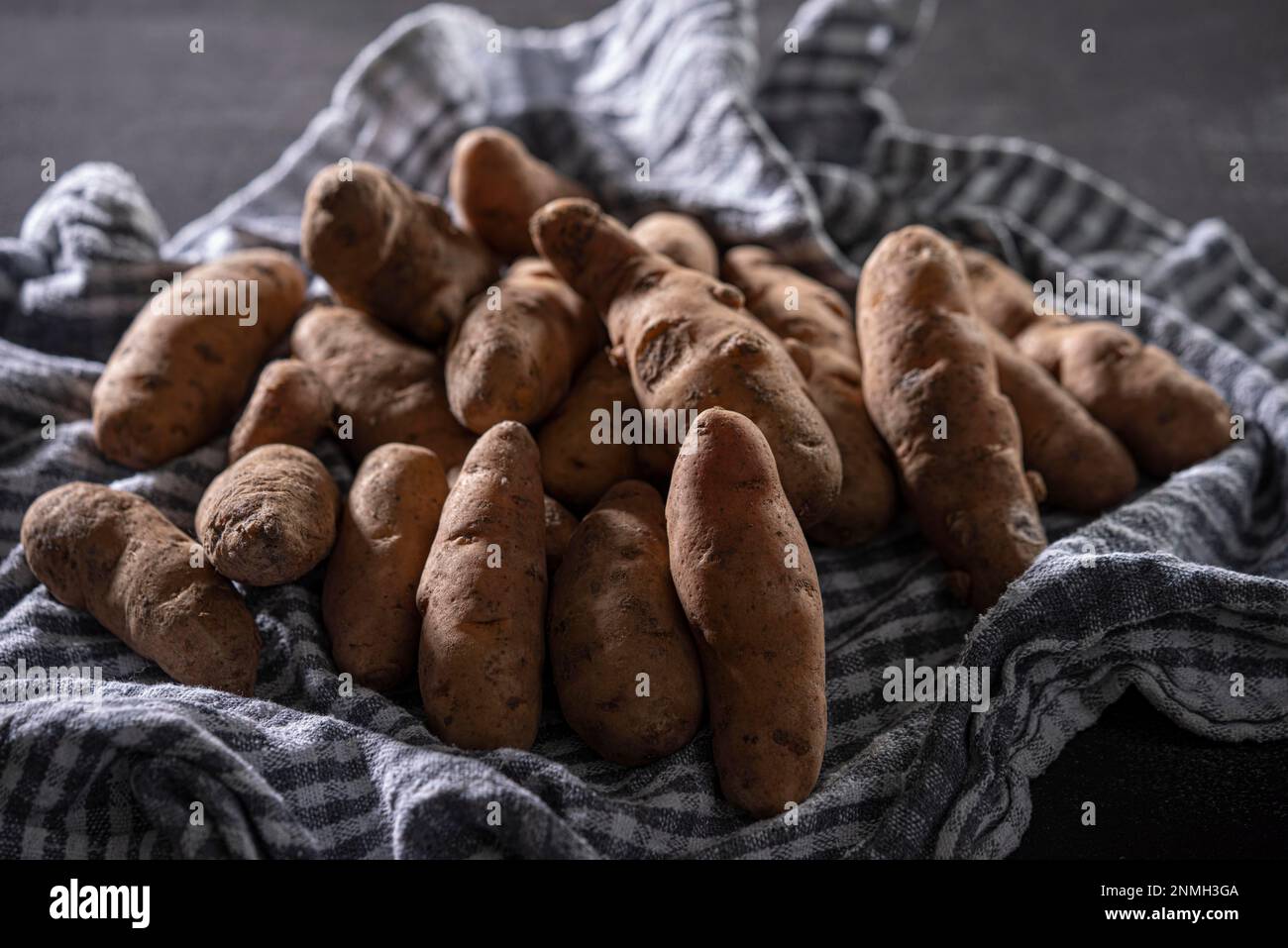 Bamberger Hoernla, also Bamberger Hoernchen, an old potato variety from Franconia, potato, with tea towel, food photography Stock Photo