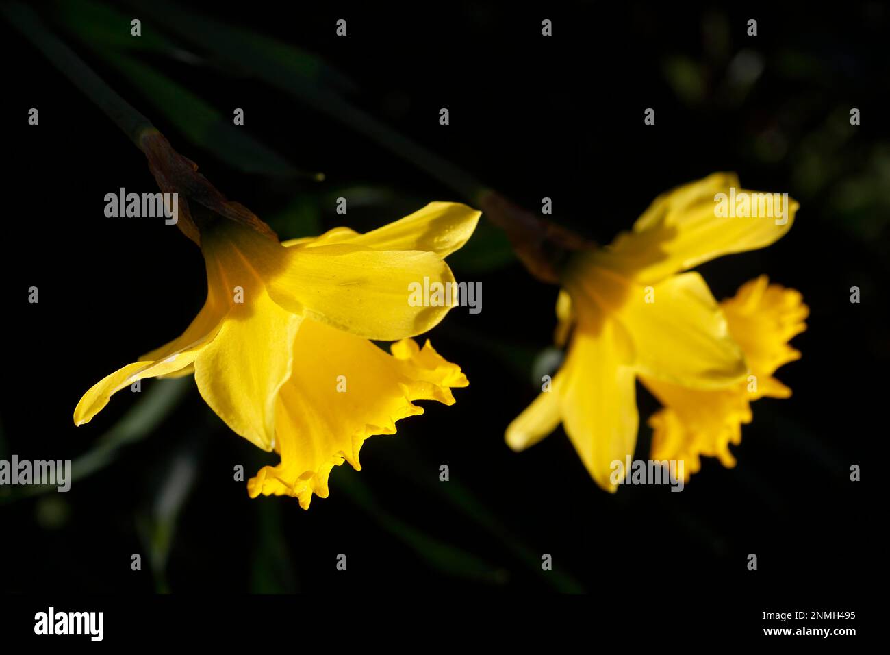 Wild daffodils (Narcissus Pseudonarcissus) side view with dark