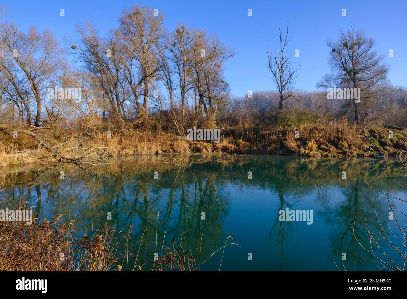 Riparian forests, Haslau Traverse, Danube Floodplains National Park, Haslau an der Donau, Industrial Quarter, Lower Austria, Austria Stock Photo