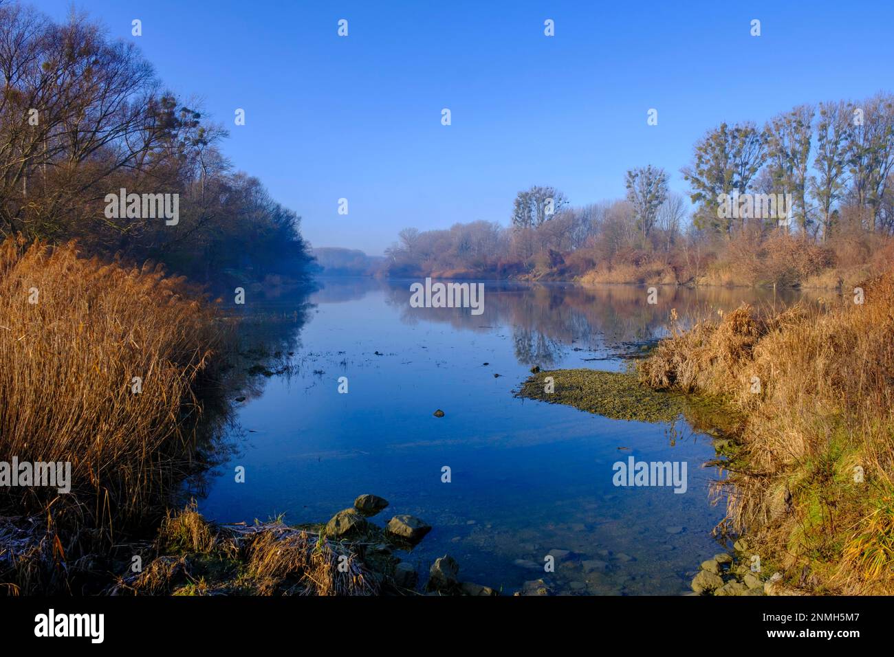 Riparian forests, Haslau Traverse, Danube Floodplains National Park, Haslau an der Donau, Industrial Quarter, Lower Austria, Austria Stock Photo