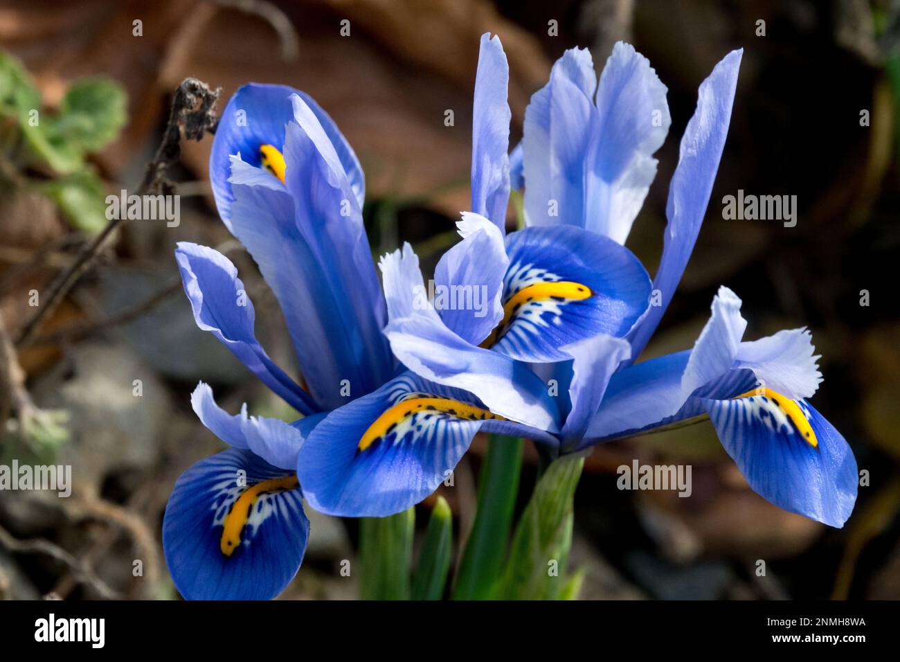 Rock garden, Iris, Reticulated Iris, Rockery, Garden, Dwarf, Blue, Iris reticulata, Flowers, Plant close up Stock Photo