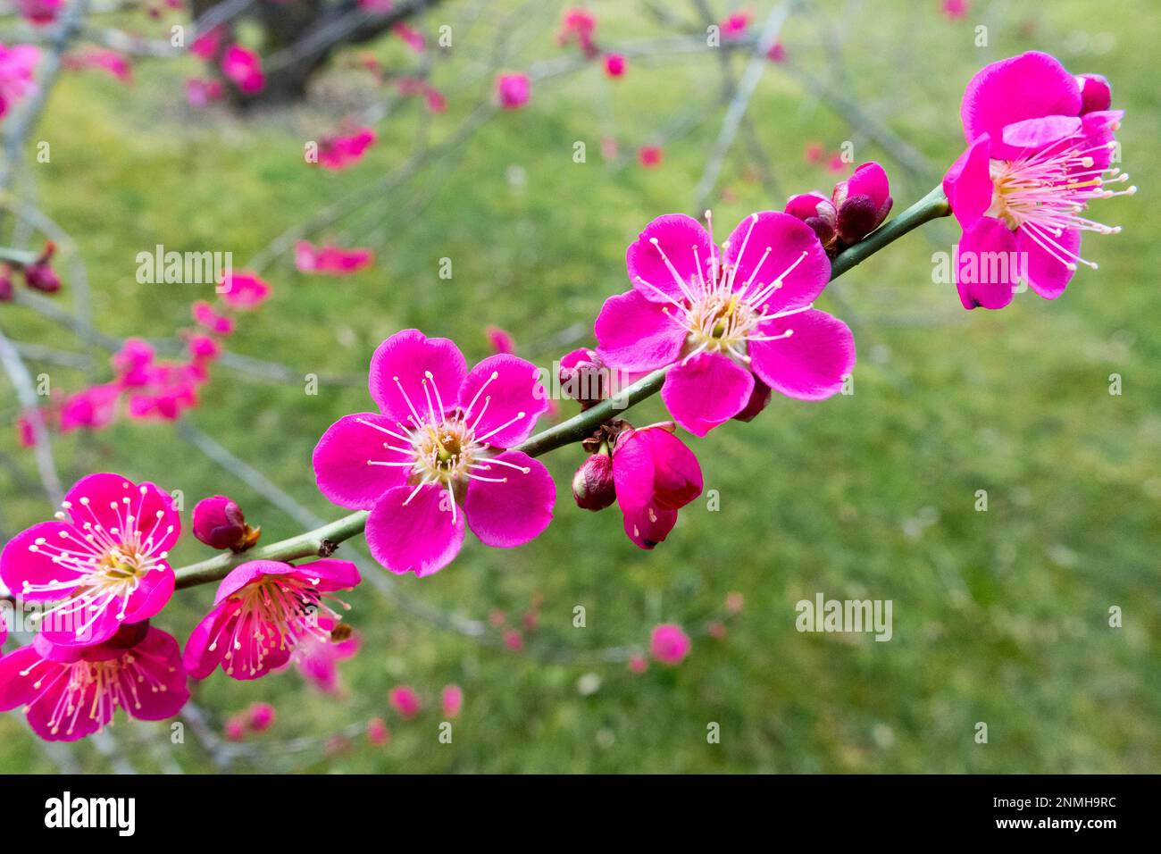 Pink blossoms blooming, flowers opening in winter Prunus mume 'Beni Chidori' spring flowers February Stock Photo