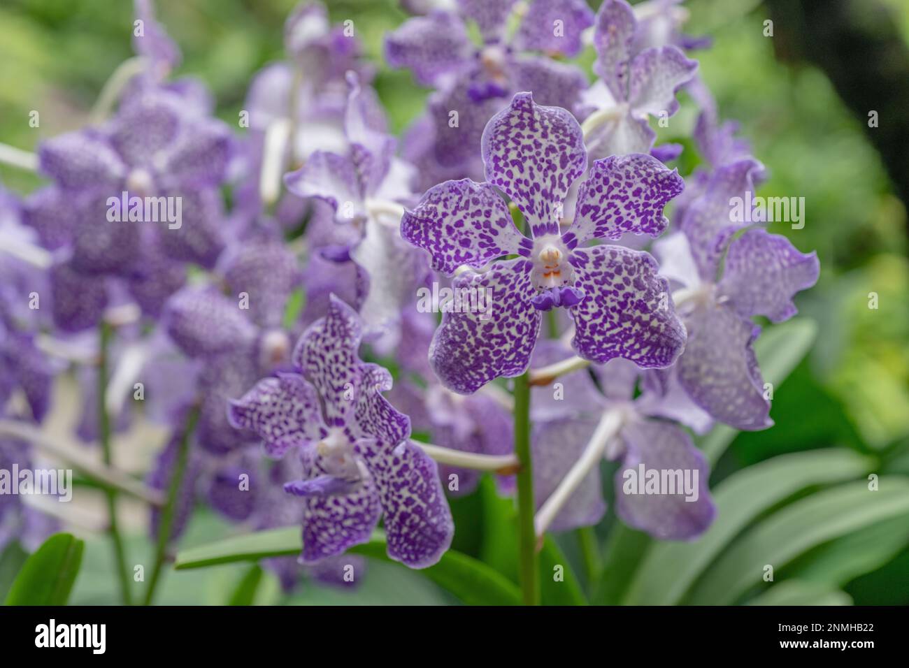 Close up of the tropical Vanda orchid. Purple exotic flower. Stock Photo