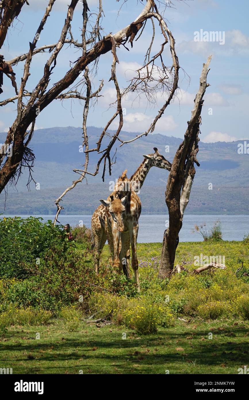 Giraffe on Crescent Island in Lake Naivasha, Kenya Stock Photo - Alamy