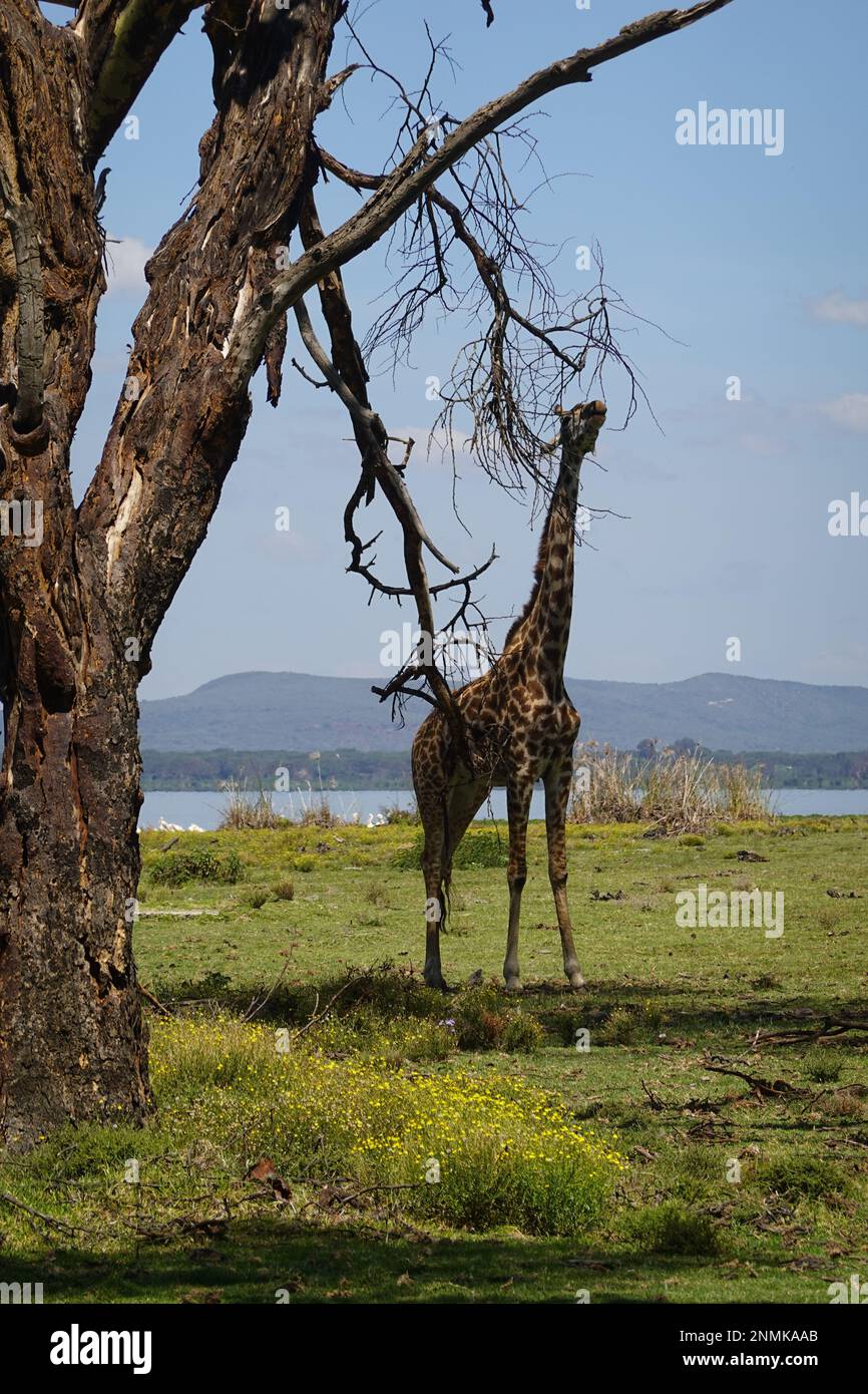 Giraffe on Crescent Island in Lake Naivasha, Kenya Stock Photo - Alamy