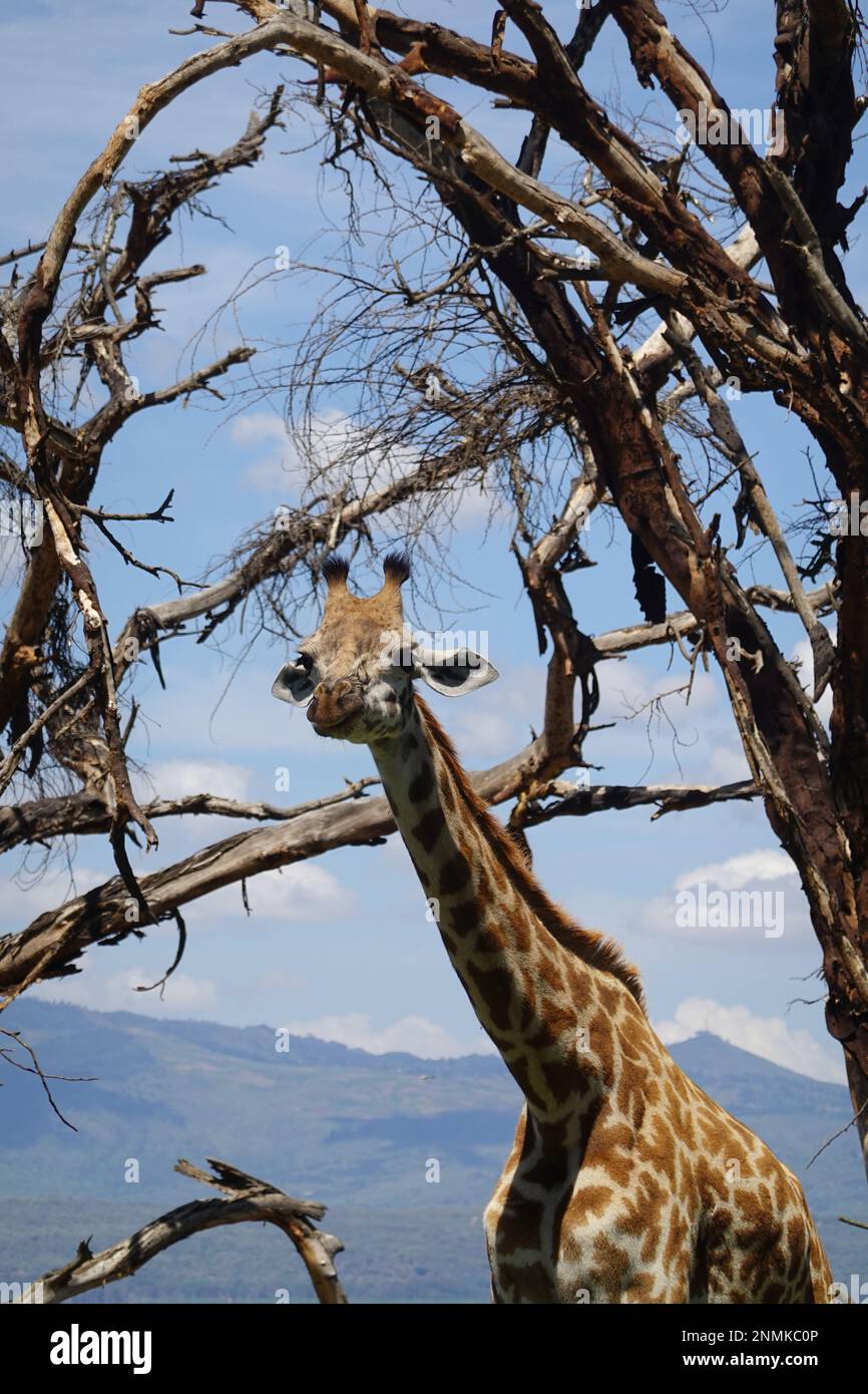 Giraffe on Crescent Island in Lake Naivasha, Kenya Stock Photo - Alamy