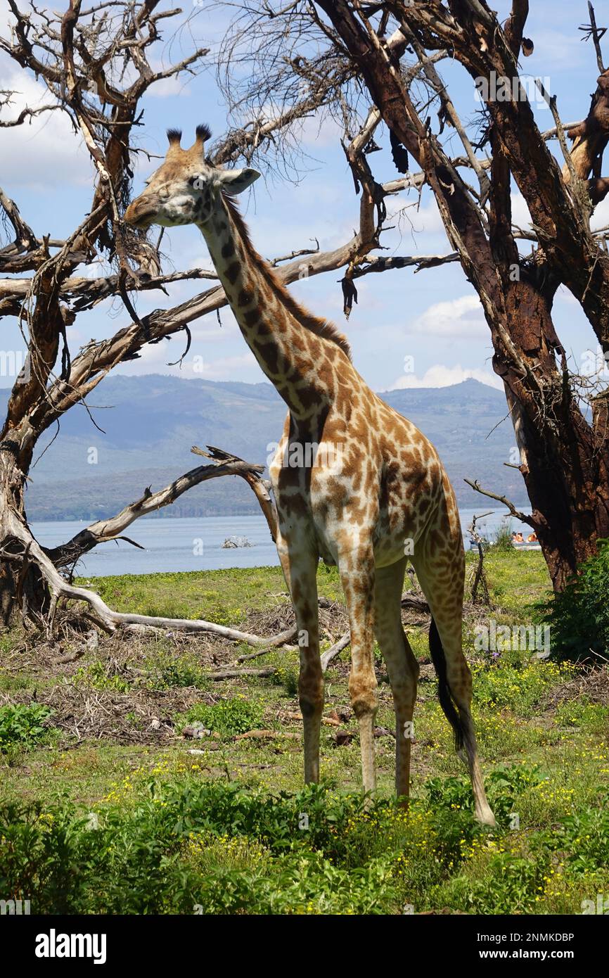 Giraffe on Crescent Island in Lake Naivasha, Kenya Stock Photo - Alamy