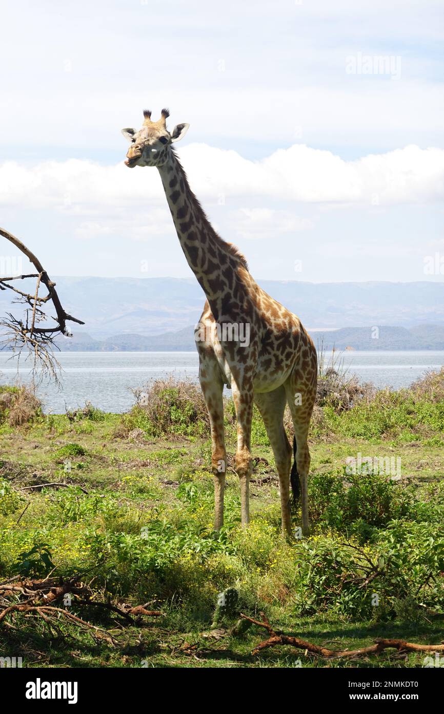 Giraffe on Crescent Island in Lake Naivasha, Kenya Stock Photo - Alamy