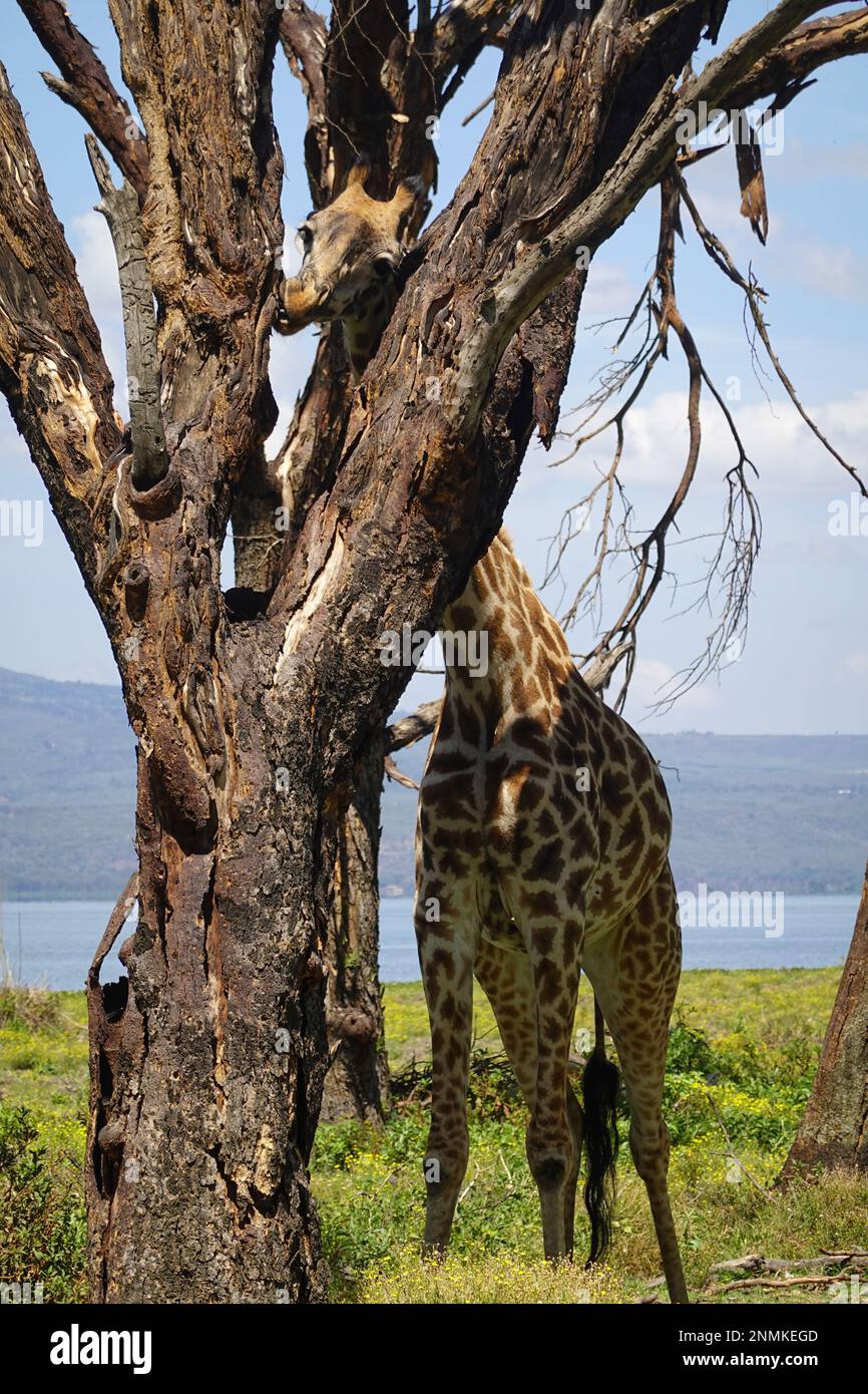 Giraffe on Crescent Island in Lake Naivasha, Kenya Stock Photo - Alamy