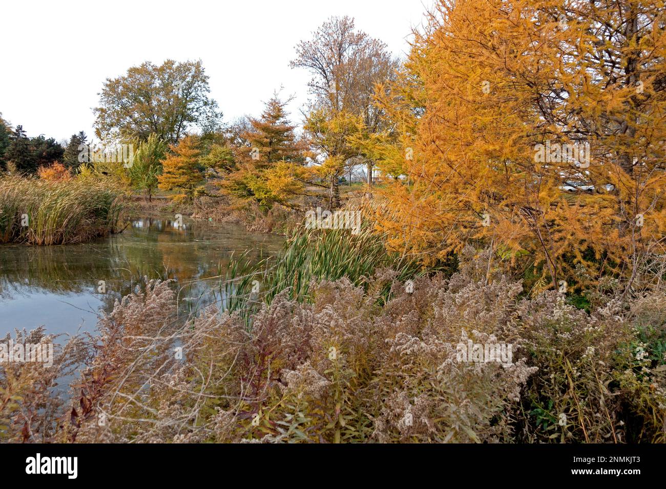 Fall scenic Loring Park pond. Minneapolis Minnesota MN USA Stock Photo