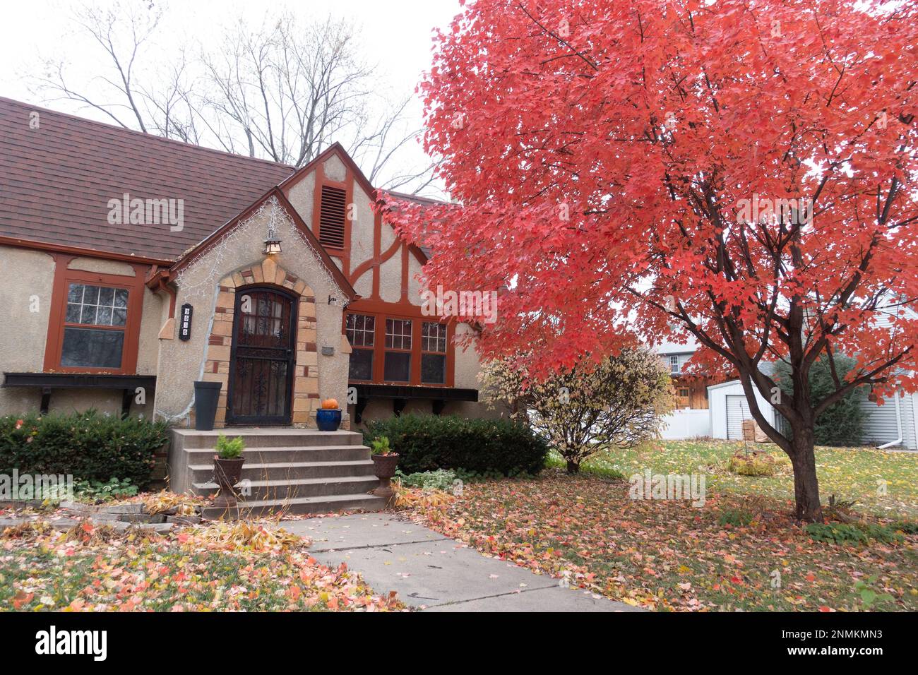 Beautiful red autumn maple tree in the front yard of a neighborhood home. St Paul Minnesota MN USA Stock Photo