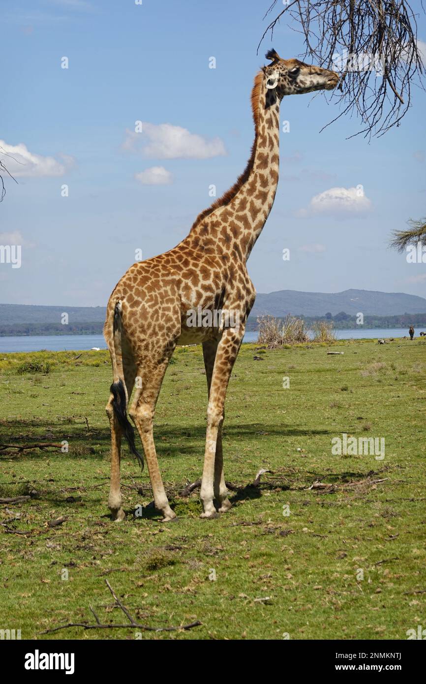 Giraffe on Crescent Island in Lake Naivasha, Kenya Stock Photo - Alamy