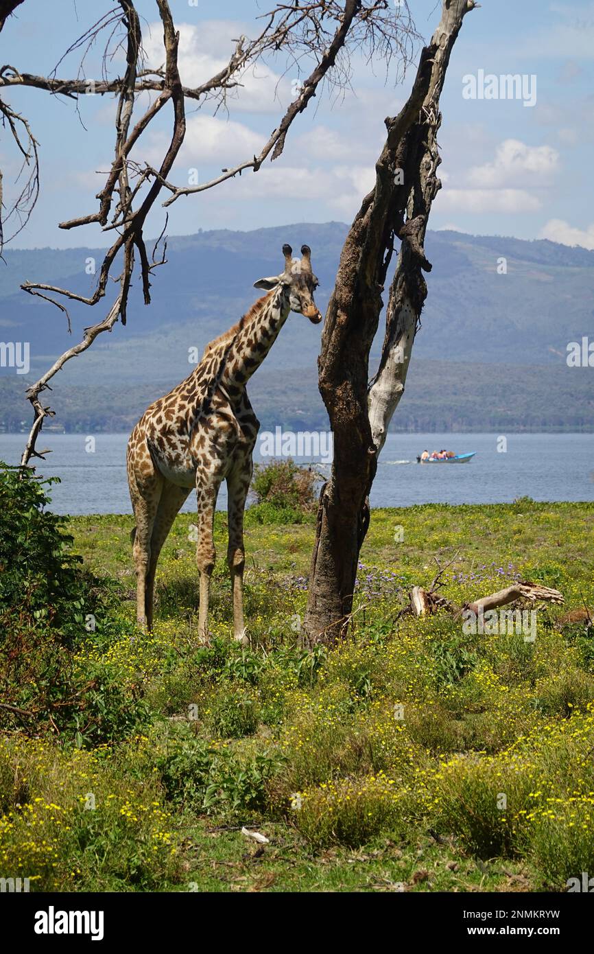 Giraffe on Crescent Island in Lake Naivasha, Kenya Stock Photo - Alamy