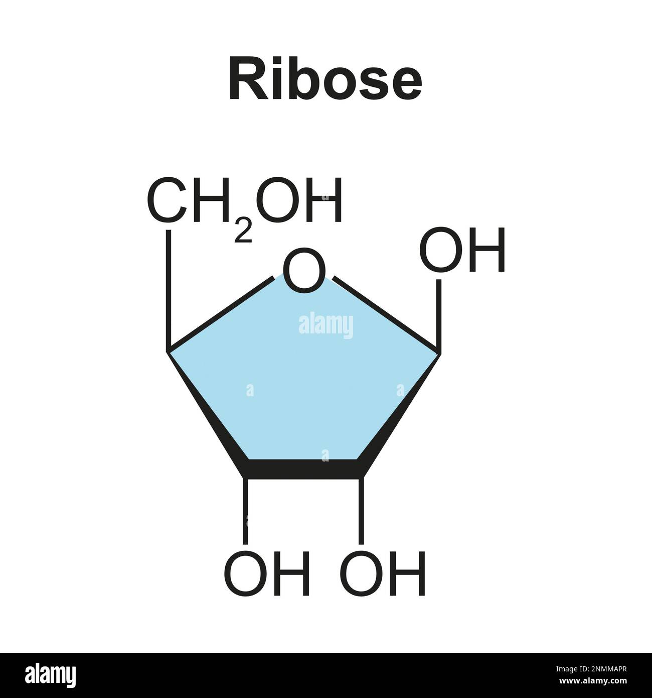 Nucleoside diagram hi res stock photography and images alamy