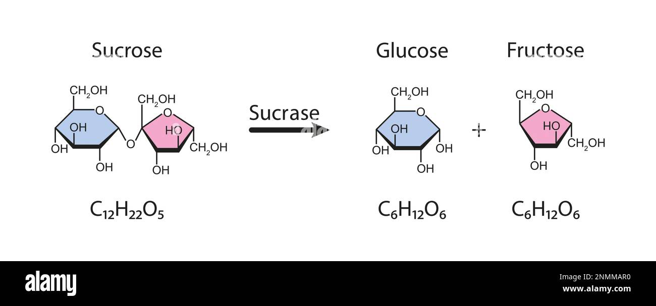 Sucrase enzyme, illustration Stock Photo Alamy