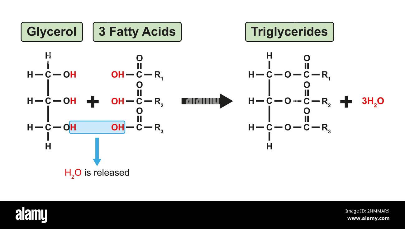 Saturated Triglyceride