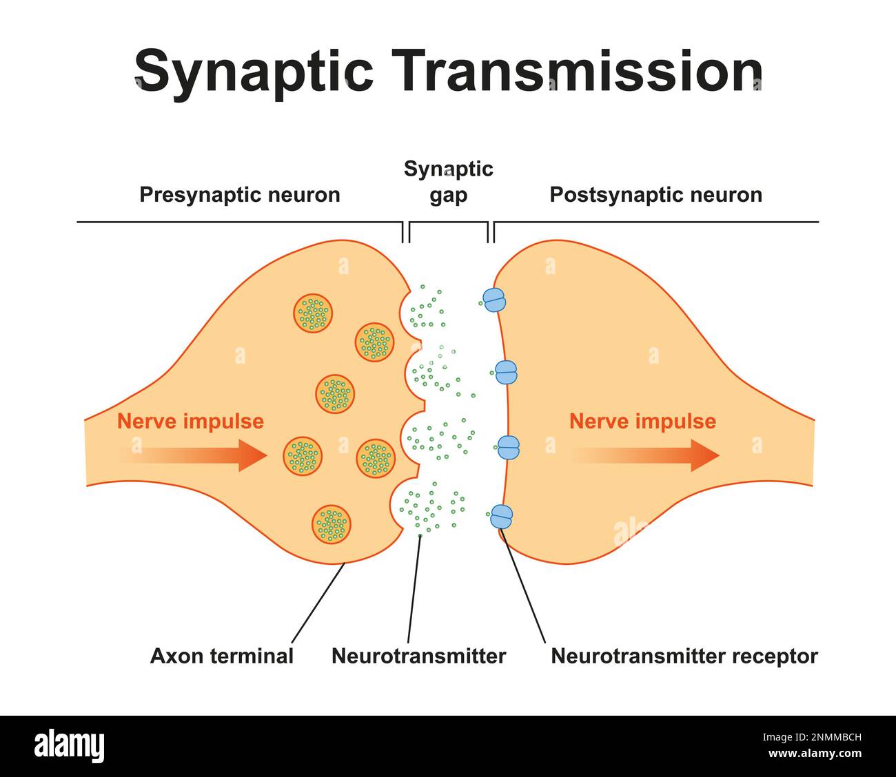 Synapse structure, illustration Stock Photo