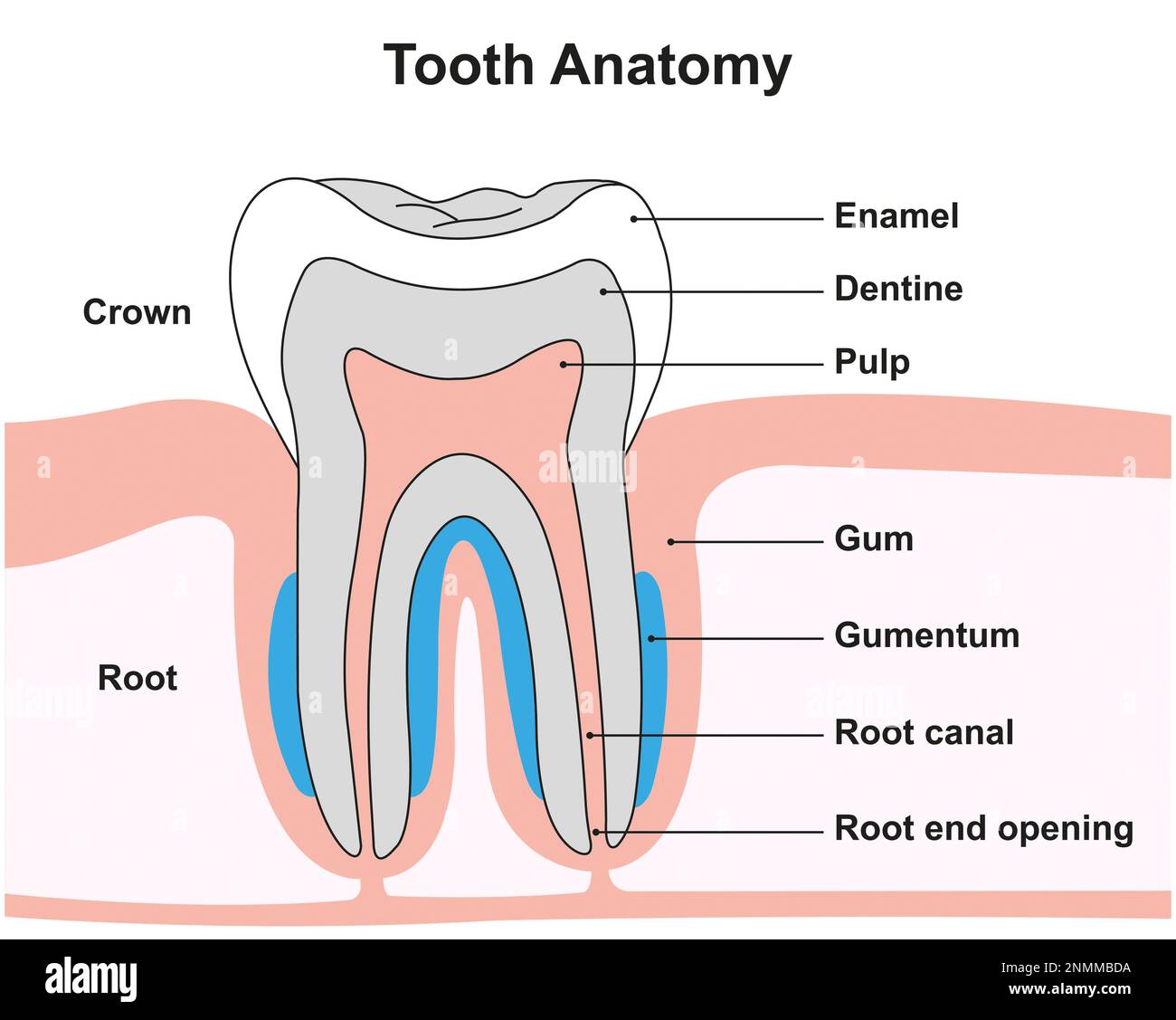 Tooth structure anatomy teeth hi-res stock photography and images - Alamy