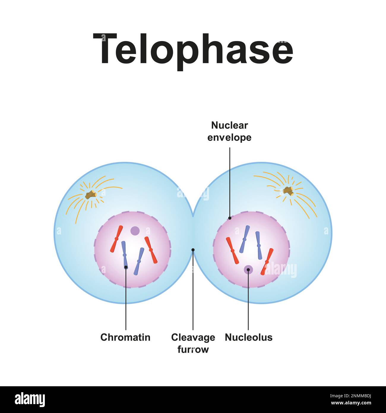 Telophase hi-res stock photography and images - Alamy
