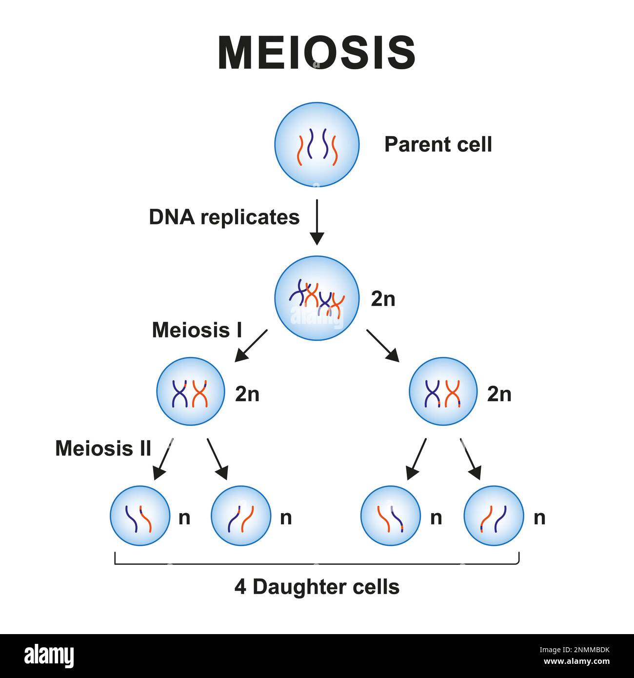 Meiosis phases, illustration Stock Photo