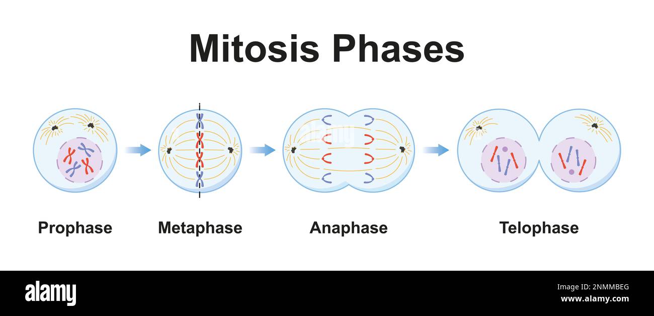 Mitosis phases, illustration Stock Photo Biology Diagrams