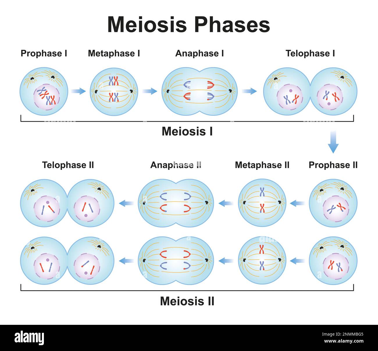 Meiosis phases, illustration Stock Photo