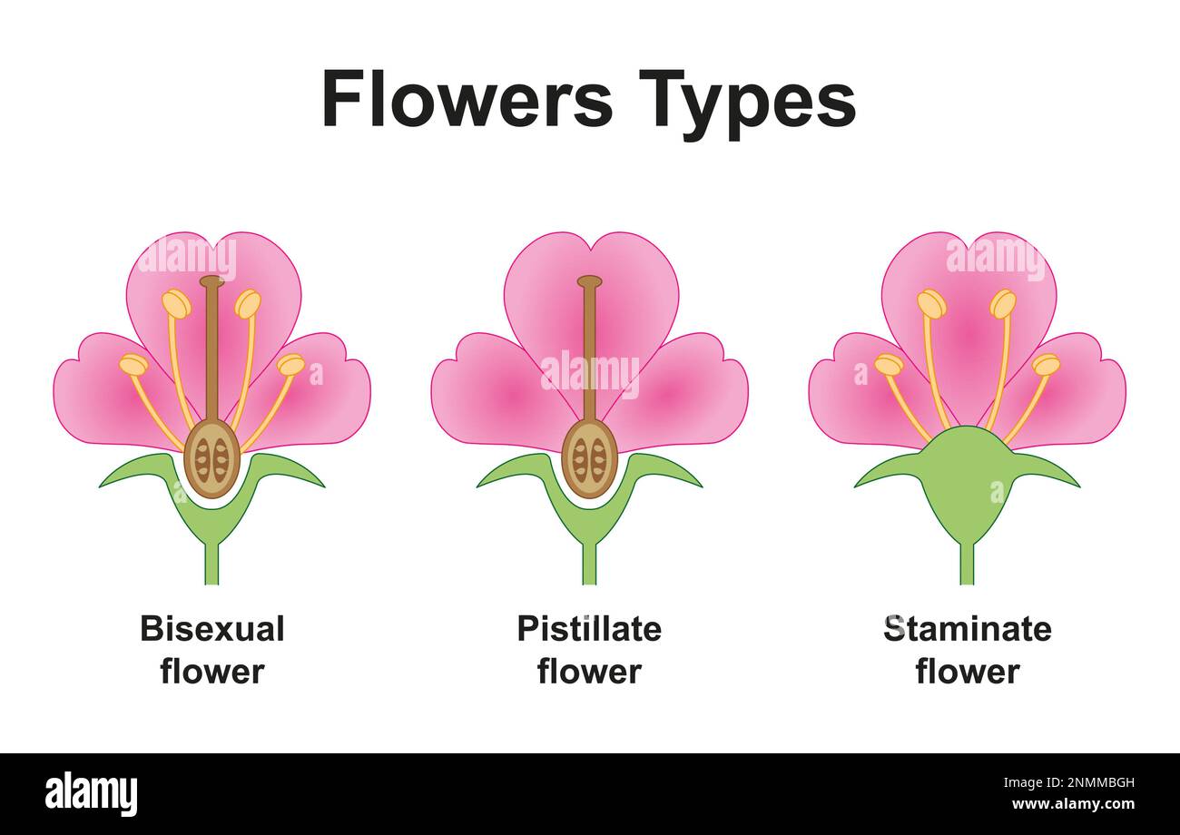 Flower types, illustration Stock Photo