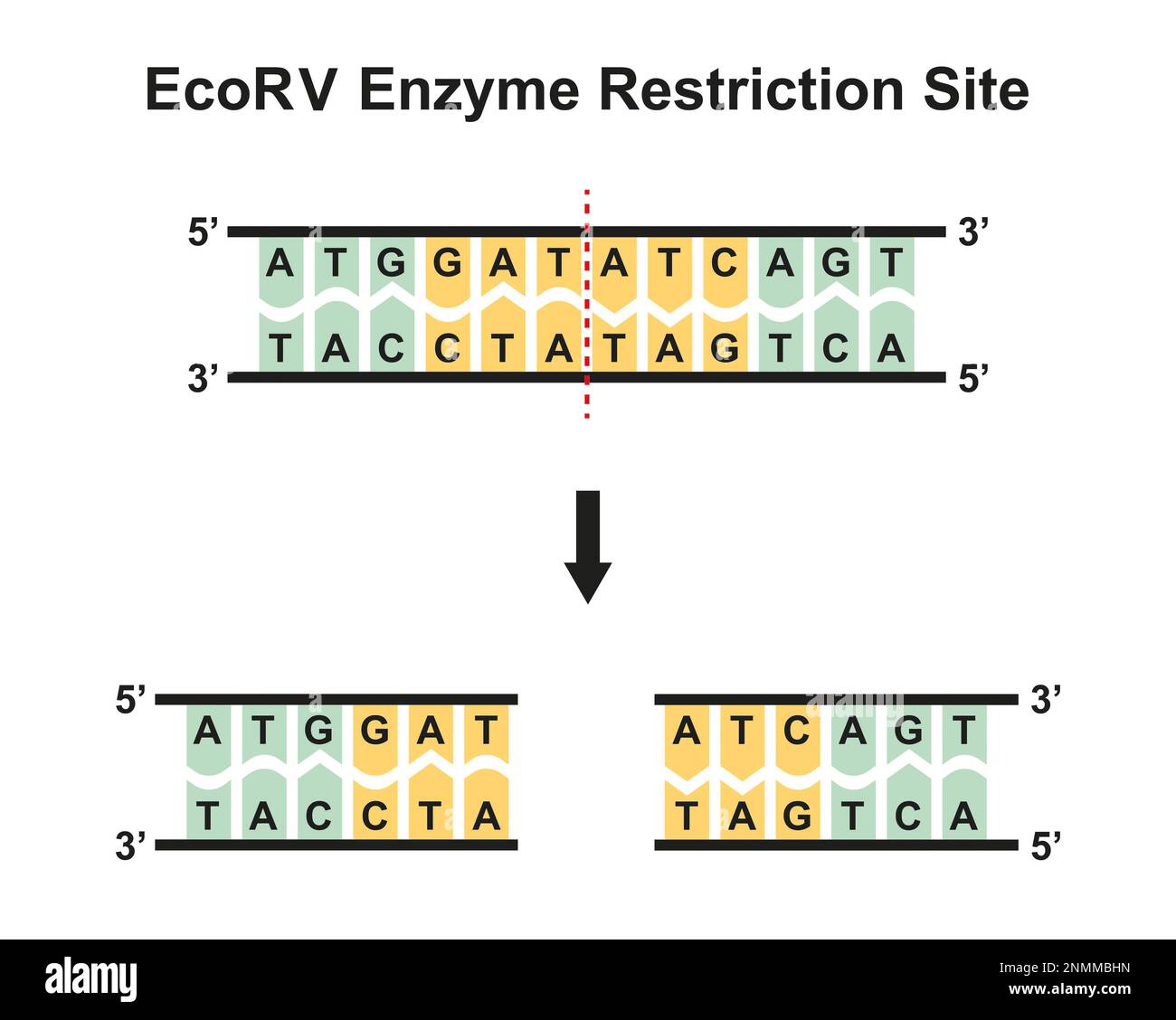 illustration-of-the-restriction-enzyme-ecorv-cutting-dna