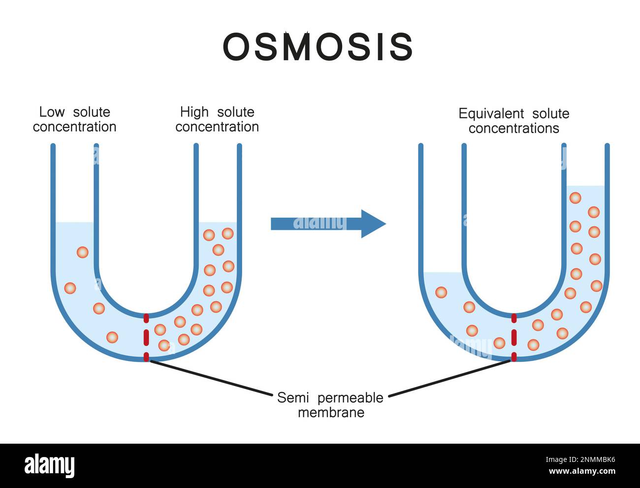 Osmosis, illustration. Osmosis is the net movement of solvent molecules